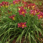 PC019800 Fully grown daylily clump - 3 - 4 years (variety Chartwell) 